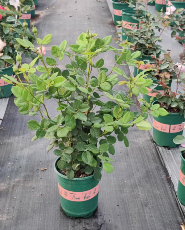 Wollerton Old Hall Rose for sale