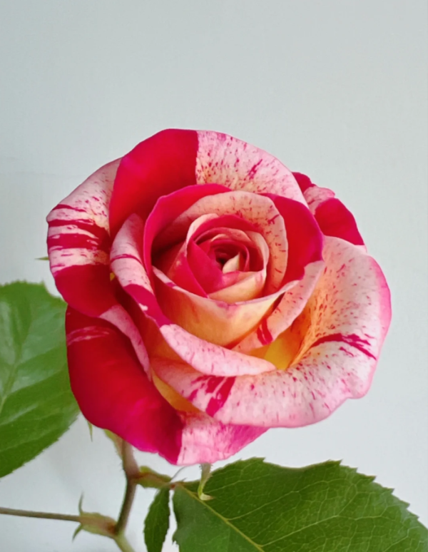 All American Magic Rose for sale丨Your roses