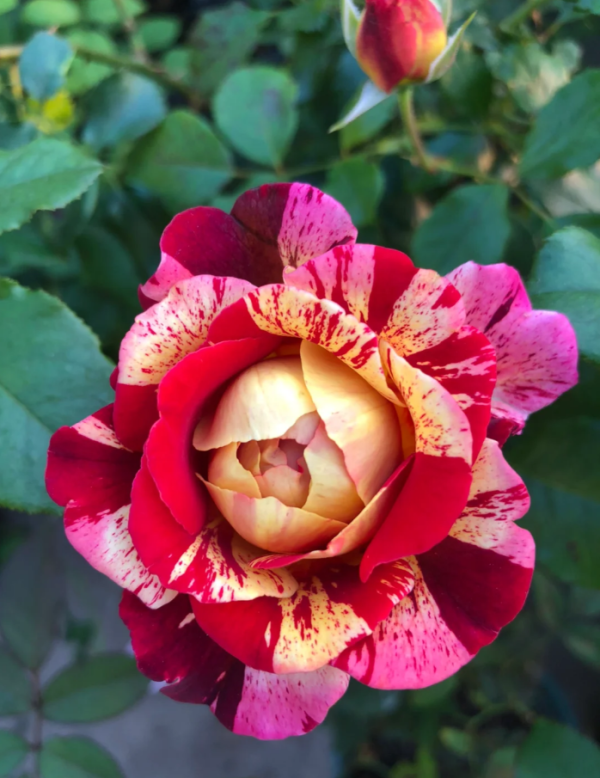 all american magic rose bush丨Your roses