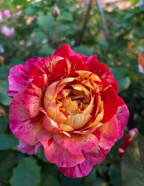 All American Magic Rose丨Your roses