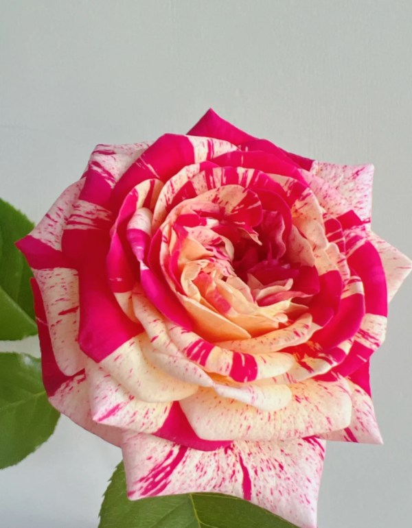 All American Magic Rose for sale丨Your roses