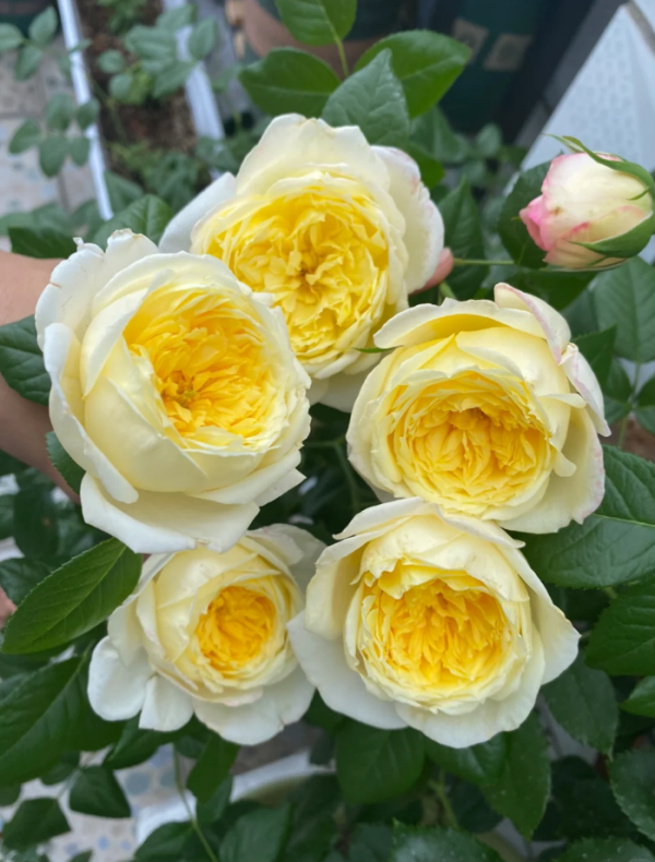 Amnesty Internationa Rose for sale丨Your roses