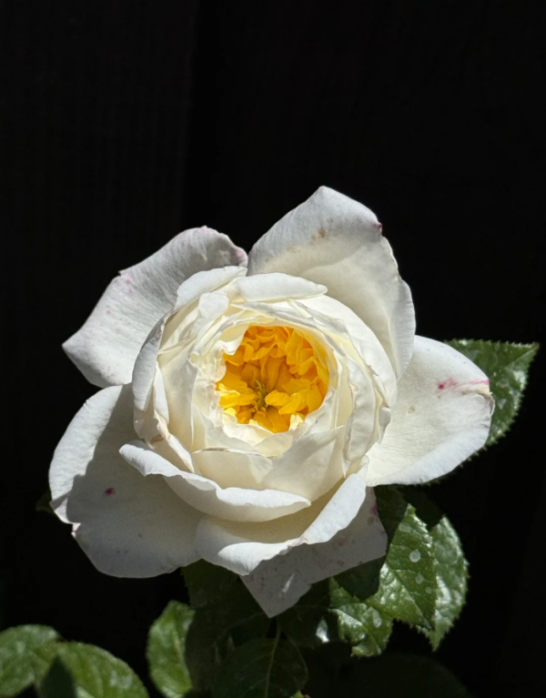 Amnesty Internationa Rose for sale丨Your roses