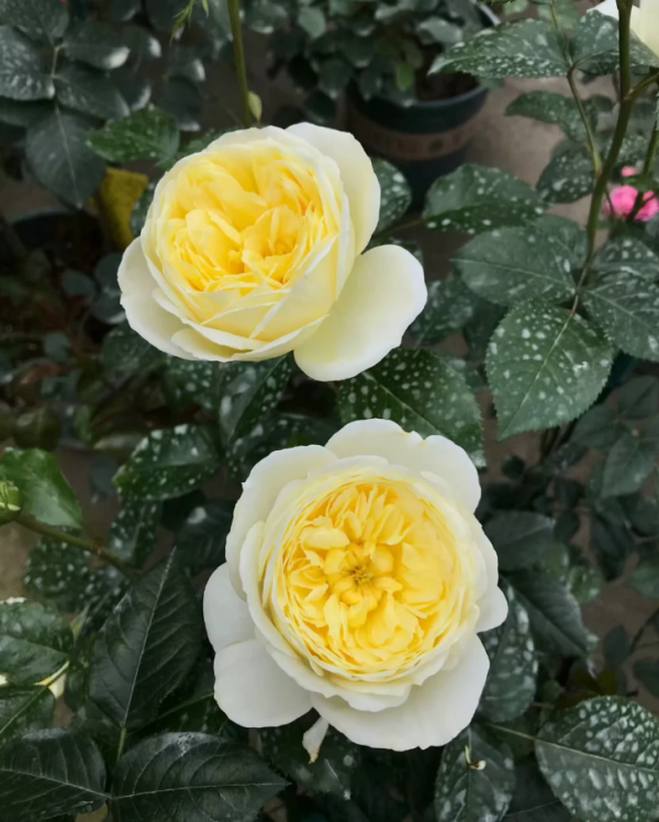 Amnesty Internationa Rose Plant丨Your roses