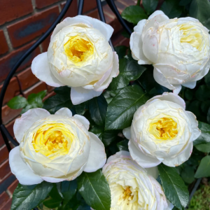 Amnesty Internationa Rose丨Your roses