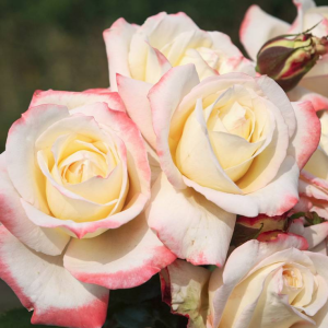 Athena Rose丨Your roses