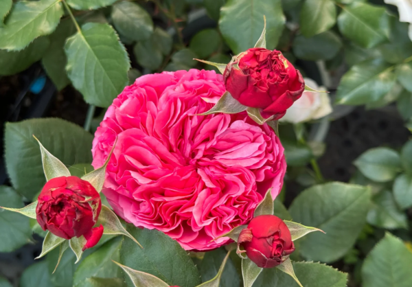 rose audrey fleurot for sale丨Your roses