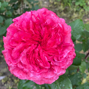 Audrey Fleurot Rose丨Your roses
