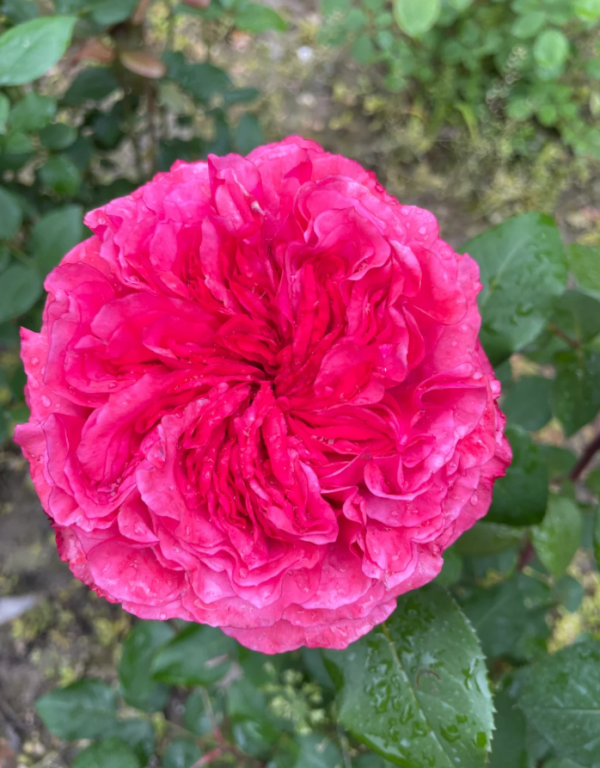 Audrey Fleurot Rose丨Your roses