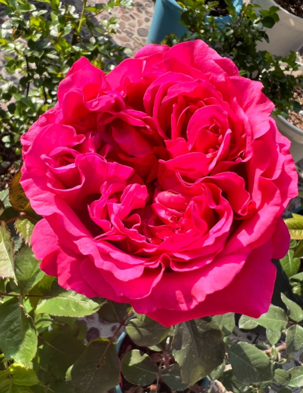 rose audrey fleurot丨Your roses