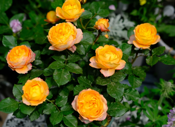 baby romantica rose丨Your roses
