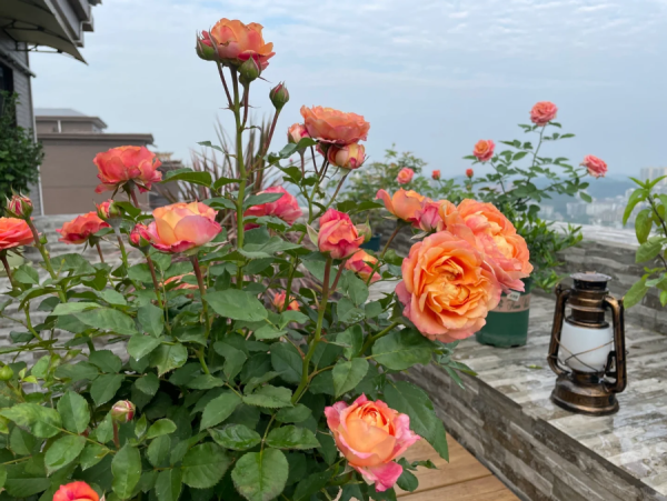 Baby Romantica Rose for sale丨Your roses