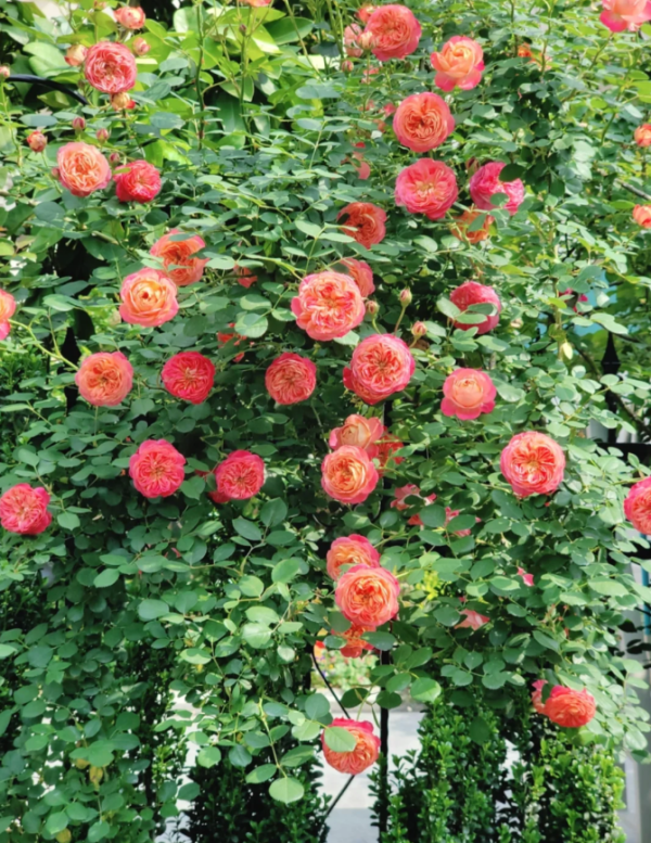 Baby Romantica Climbing Rose for sale丨Your roses
