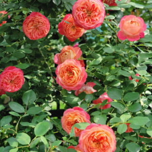 Meilivoine Rose丨Your roses