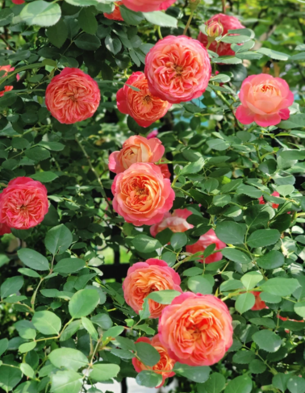 Meilivoine Rose丨Your roses