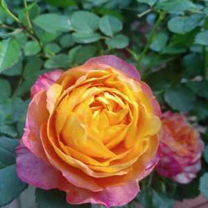 Baby Romantica Rose丨Your roses
