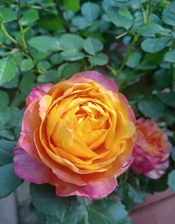 Baby Romantica Rose丨Your roses
