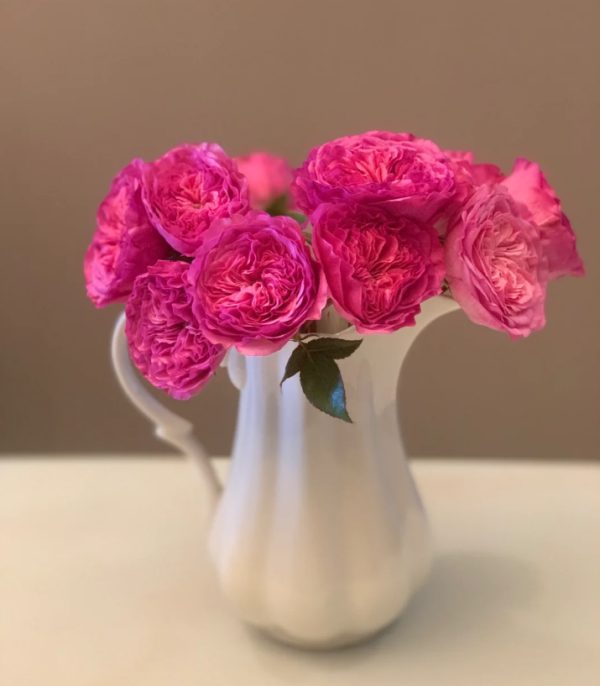 baronesse garden rose丨Your roses