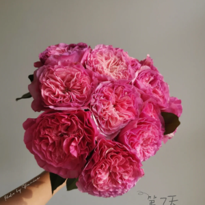 Baronesse Rose丨Your roses