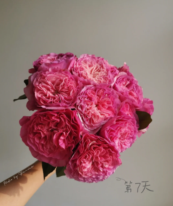 Baronesse Rose丨Your roses