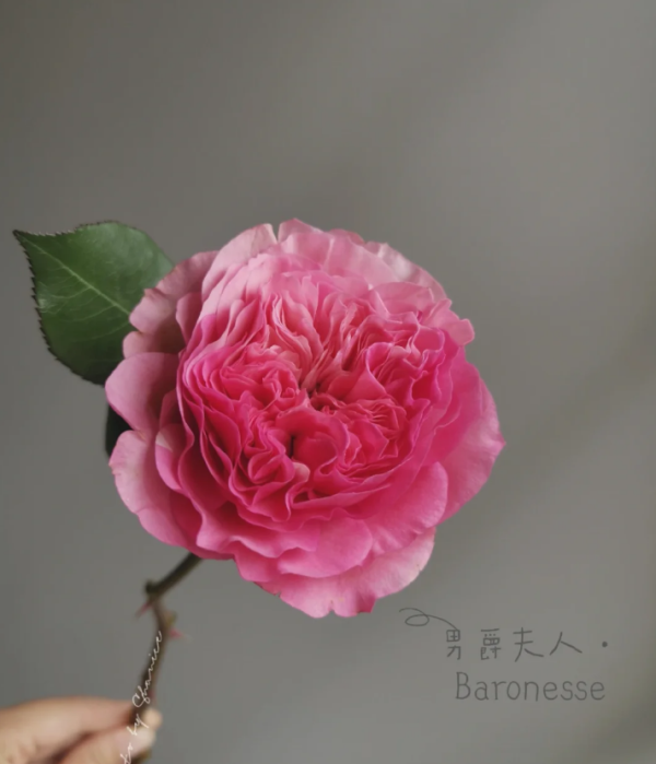 Baronesse Rose for sale丨Your roses