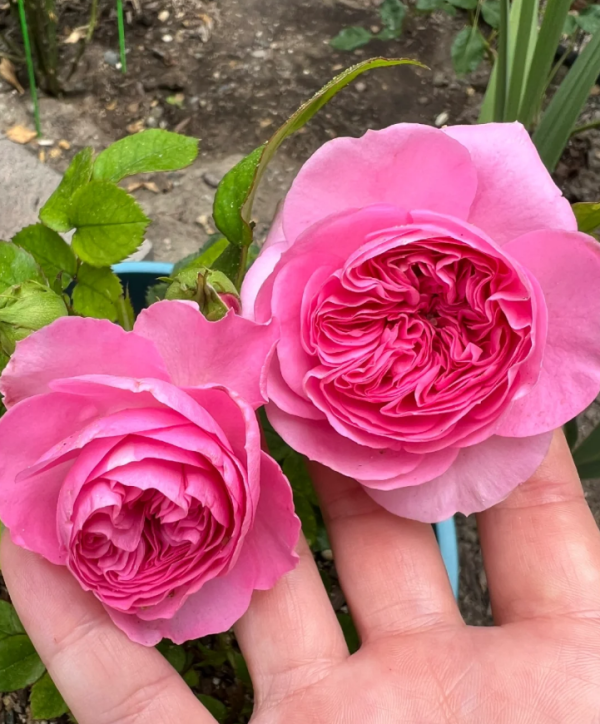 rose baronesse丨Your roses