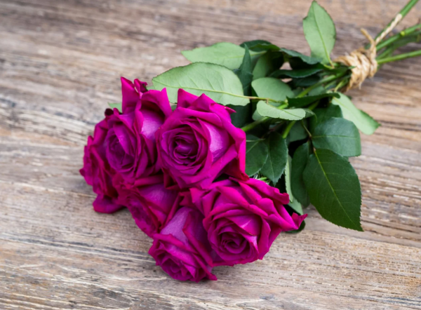 belles rives rose plant丨Your roses