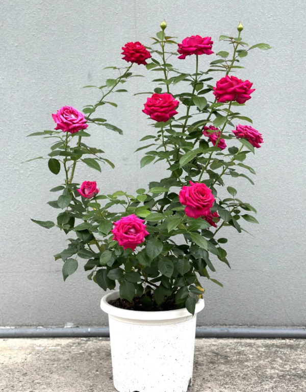 belles rives rose for sale丨Your roses