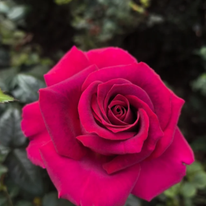 Belles Rives Rose丨Your roses