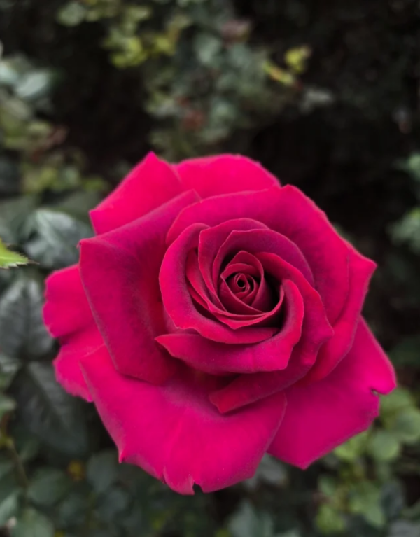 Belles Rives Rose丨Your roses
