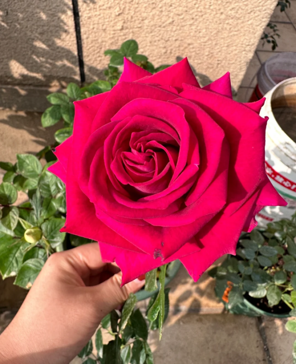 belle rives rose丨Your roses