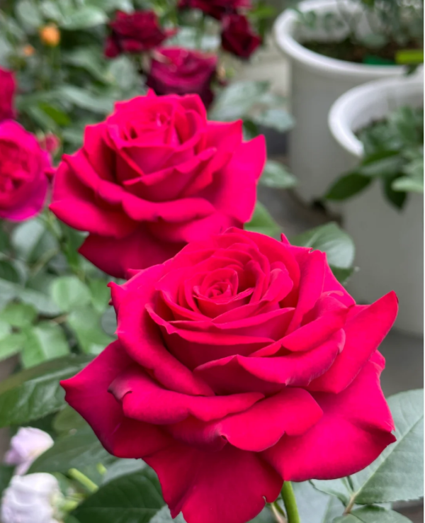 belles rives rose丨Your roses