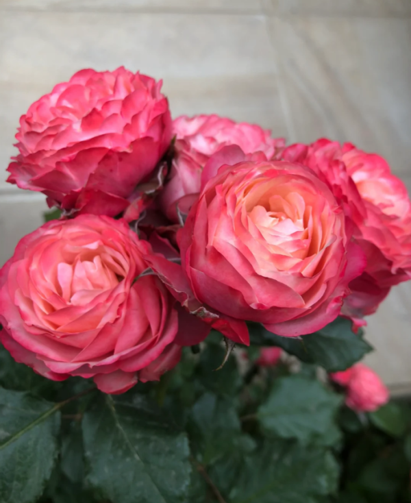 Bico Baby Romantica Rose plant丨Your roses