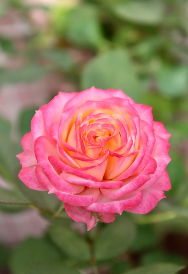Bico Baby Romantica Rose for sale丨Your roses