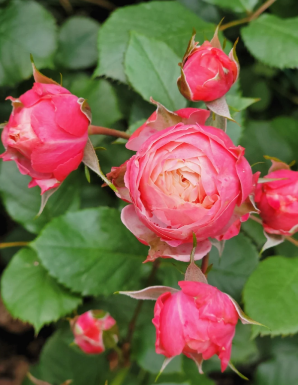 Bico Baby Romantica Rose for sale丨Your roses