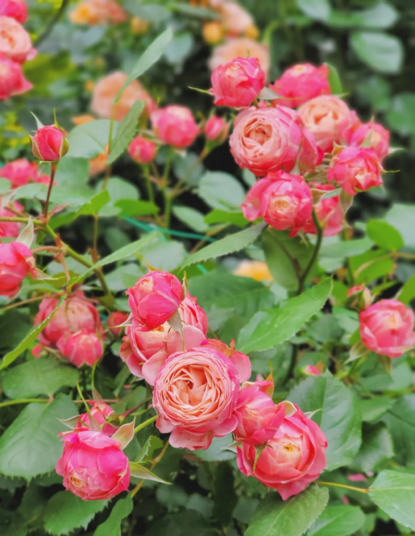 Bico Baby Romantica Rose bush丨Your roses