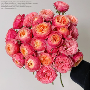 Bico Baby Romantica Rose丨Your roses