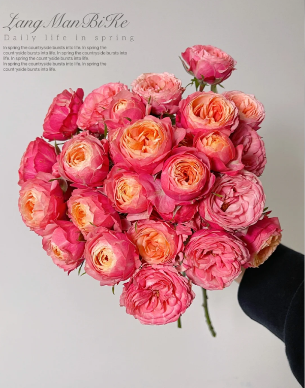 Bico Baby Romantica Rose丨Your roses