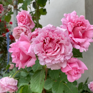 Bienvenue Rose丨Your roses