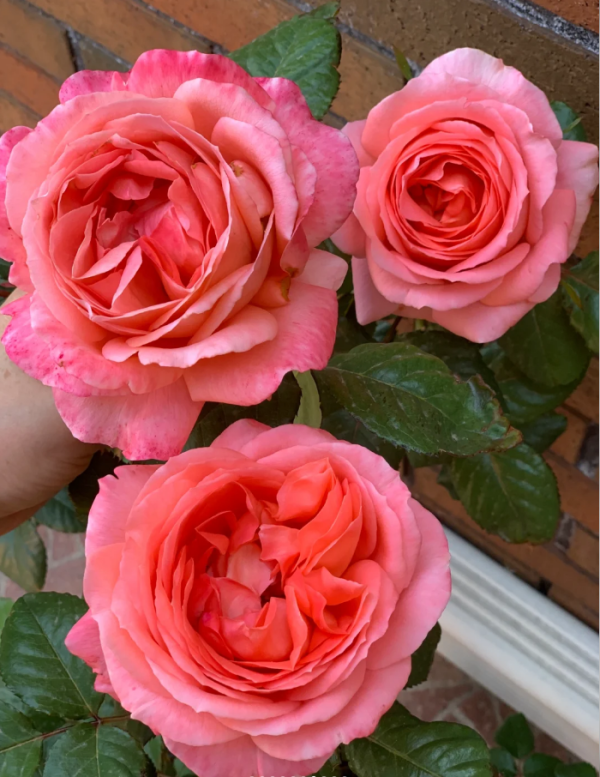 Bijou Corail Rose for sale丨Your roses