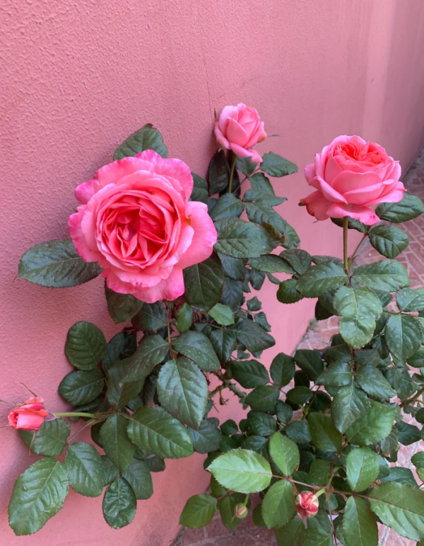 Bijou Corail Rose DELsaumparf Rose - Image 2