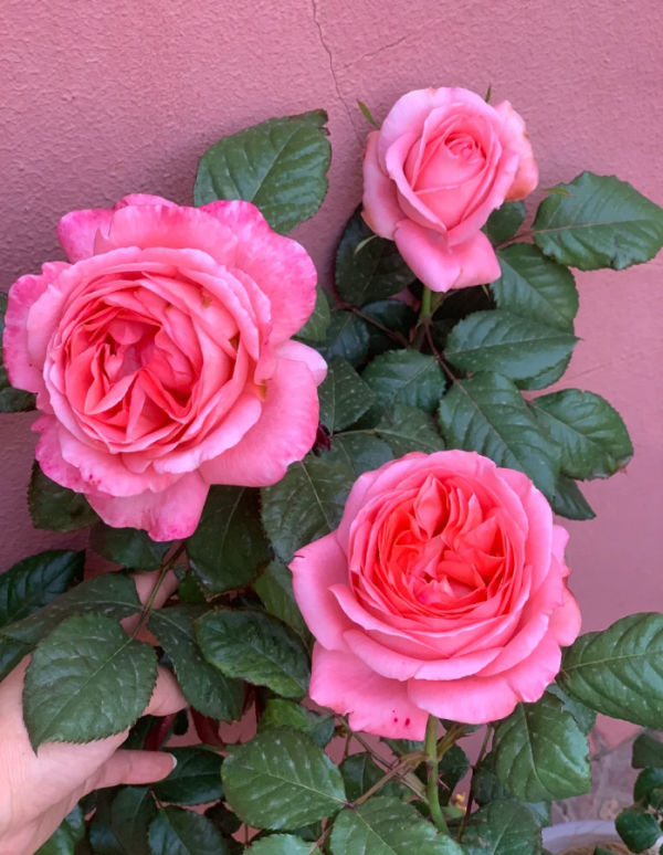 DELsaumparf Rose丨Your roses