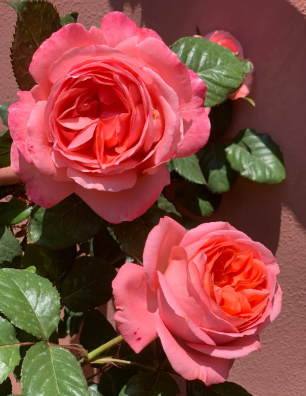 DELsaumparf Rose for sale丨Your roses