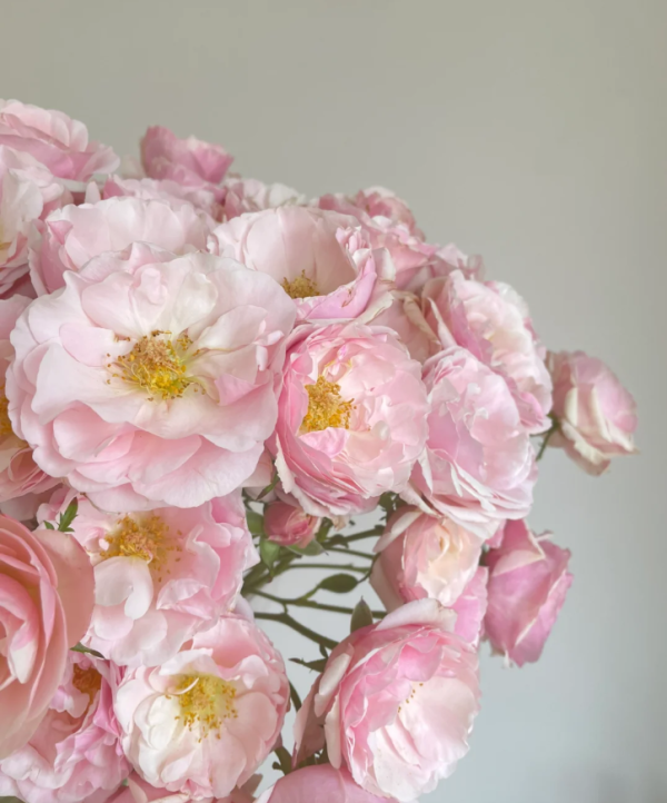 Billet Doux Rose for sale丨Your roses