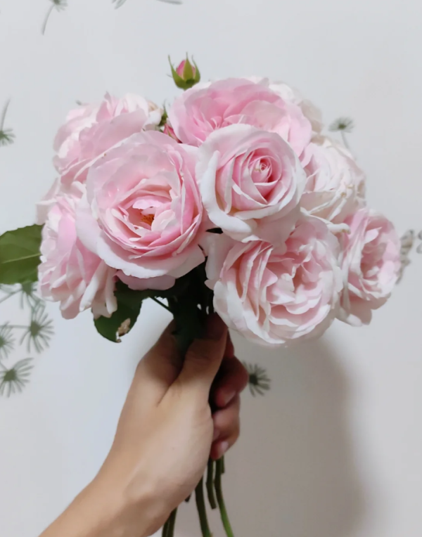 rose billet doux丨Your roses