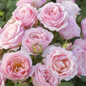 Billet Doux Rose丨Your roses