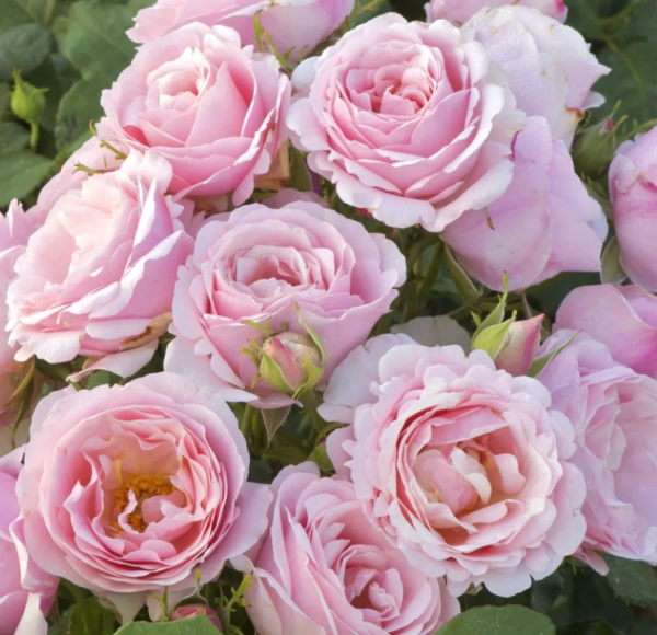 Billet Doux Rose丨Your roses