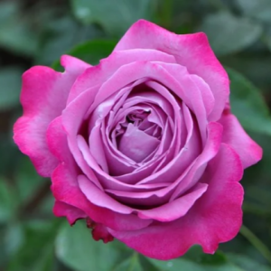 blue river rose丨Your roses