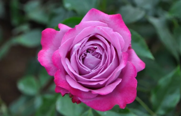 blue river rose丨Your roses
