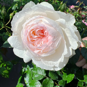 bolero rose丨Your roses